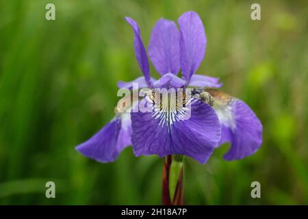 Sibirische Iris ‘Blue King’ mit tiefvioletten Blüten und gelb geäderten Kehlen. Syn. Iris sibirica 'Blue King' . VEREINIGTES KÖNIGREICH Stockfoto