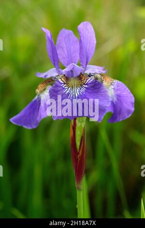 Sibirische Iris ‘Blue King’ mit tiefvioletten Blüten und gelb geäderten Kehlen. Syn. Iris sibirica 'Blue King' . VEREINIGTES KÖNIGREICH Stockfoto