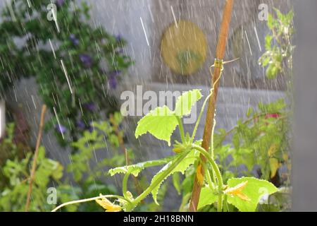 Gurkenpflanze auf einer Terrasse während Regendusche Stockfoto