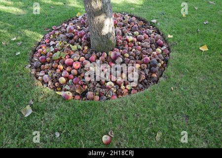 Äpfel auf dem Friedhof Wailly Orchard CWGC in Frankreich Stockfoto