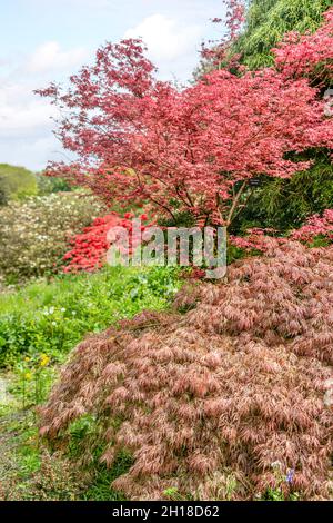 Acer Lichtung an der Garten Haus, Yelverton, Devon, England Stockfoto