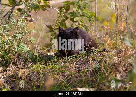 Eine schwarze, obdachlose Katze versteckt sich und liegt im Wald zwischen grünem Gras und Bäumen. Stockfoto