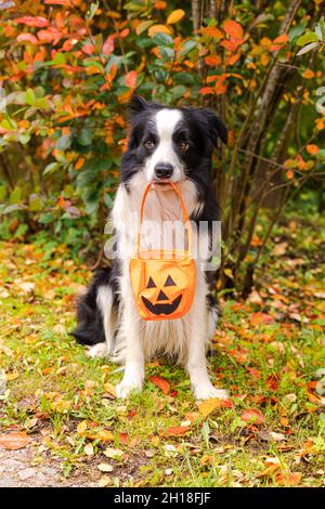 Trick or Treat-Konzept. Lustige Welpen Hund Grenze Collie hält Kürbis Korb im Mund sitzen auf Herbst bunte Laub Hintergrund im Park im Freien Stockfoto