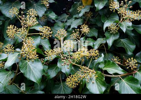 Nahaufnahme der dekorativen hellgrünen hedera Helix Kletterpflanze mit Blättern und Blumen im Hintergrund. Blühender englischer Efeu. Stockfoto