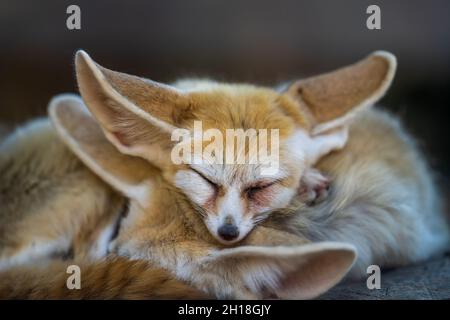 Hübsch und niedlich Fennec oder Wüstenfuchs mit lustig großen Ohren schlafen. Stockfoto