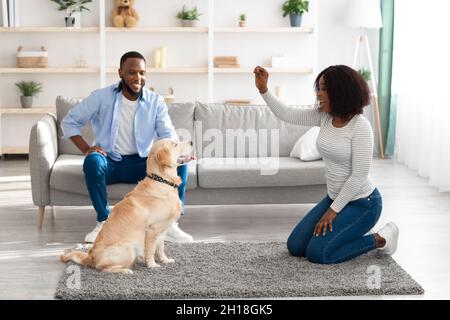 Glückliche schwarze Frau, die ihrem labrador eine Freude macht Stockfoto