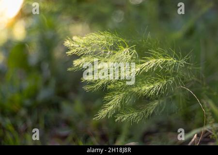Nahaufnahme von grünen Spargelblättern im Garten. Hintergrund Stockfoto