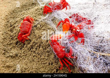 Red Crab oder Gecarcoidea natalis ist eine Art von Landkrabben Stockfoto