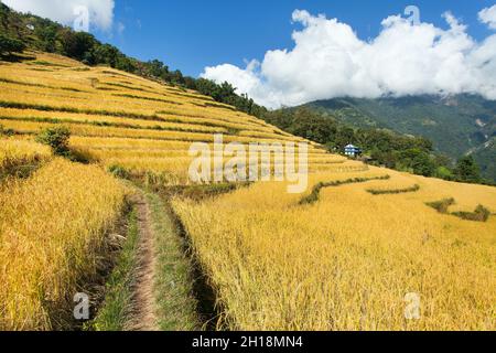 goldene Reisterrassen oder Reisfelder in den Himalaya-Bergen Nepals Stockfoto