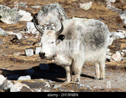 Weiß und grau Yak (Bos grunniens oder Bos mutus) Nepal himalaya, Berge Tier Stockfoto