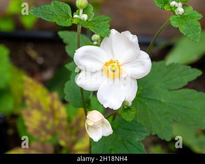 Japanische Anemone, Anemone 'Honorine Jobert', weiße Blüten mit gelbem Herzen im Herbst, Niederlande Stockfoto