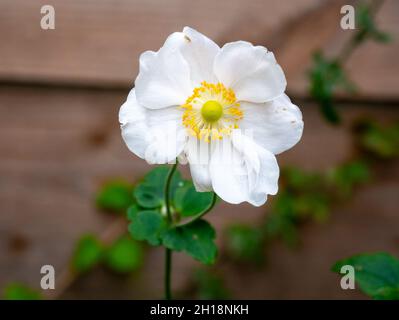 Japanische Anemone, Anemone 'Honorine Jobert', weiße Blüten mit gelbem Herzen im Herbst, Niederlande Stockfoto