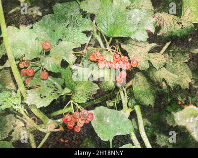 Rote Viburnum-Beeren auf einem Zweig im Garten. Viburnum vulgaris. Pfauenrose (viburnum opulus) Beeren und Blätter. Digitale Aquarellmalerei. Mod Stockfoto