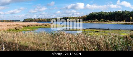 Panorama von See, sumpfigen Mooren, Moorgras und Schilf im Naturschutzgebiet Dwingelderverld, Drenthe, Niederlande Stockfoto