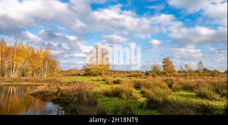 Gras, Pool, Heide und blauer Himmel, Moorland des Naturreservats Takkenhoogte, Zuidwolde, Drenthe, Niederlande Stockfoto