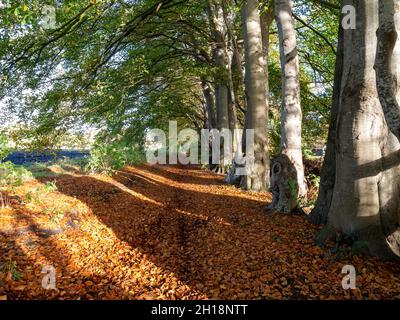 Wanderweg mit gefallenen Blättern und Baumreihe, Herbst im Reest Valley, Overijssel, Niederlande Stockfoto