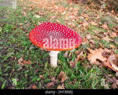 Fliegenpilz, Amanita muscaria, Fruchtkörper von giftigen Pilzen im Gras mit Herbstblättern, Niederlande Stockfoto