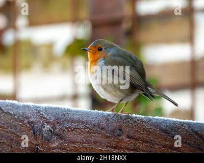 Europäischer Rotkehlchen, Erithacus rubecula, im Winter ausharzen, selektiver Fokus, Niederlande Stockfoto