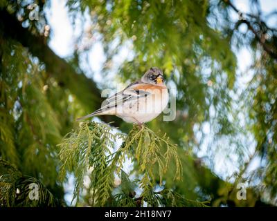 Brambling, Fringilla montifringilla, Porträt eines männlichen Barschens auf einem Zweig der Kiefer im Winter, Niederlande Stockfoto