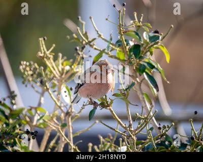 Buchfink, Fringilla coelebs, Porträt eines männlichen Barschens auf dem Zweig im Winter, Niederlande Stockfoto
