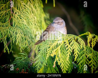 Dunnock, Prunella modularis, im Winter auf Ast von Kiefern, Niederlande Stockfoto