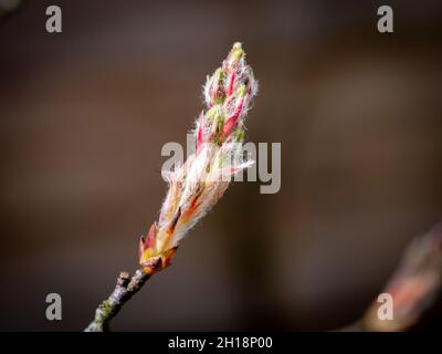 Schneebedeckter mespilus von Wacholderbeere, Amelanchier lamarkii, Nahaufnahme eines Zweiges mit neuer Knospe im frühen Frühjahr, Niederlande Stockfoto