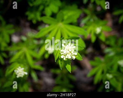 Süßduftender Bettstroh oder Waldmeister, Galium odoratum, weiße Blütenknospen und grünes Laub im Frühjahr, Niederlande Stockfoto