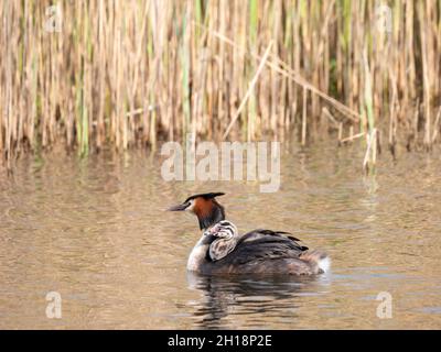 Großer Haubentaucher, Podiceps cristatus, Weibchen schwimmend mit jungem Küken auf dem Rücken, Frühling in den Niederlanden Stockfoto