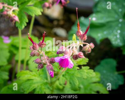 Steinkran-Schnabel, Geranium macrorrhizum, Nahaufnahme von Blüten und Knospen zwischen grünem Laub im Frühjahr, Niederlande Stockfoto