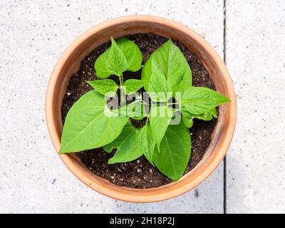 Zwergbohne oder gemeine Bohne Faraday, Phaseolus vulgaris, Draufsicht auf Blätter junger Pflanze, die in Terrakotta-Pflanzentopf wachsen Stockfoto