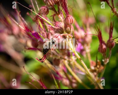 Honigbiene, APIs mellifera, bestäubende Steinkran-Schnabel, Geranium macrorrhizum, Nahaufnahme, Niederlande Stockfoto