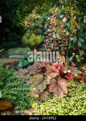 Rote heuchera und immergrüne Pflanzen im Sommergarten. Stockfoto