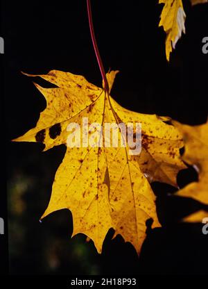 Bunte Ahornblatt Stockfoto