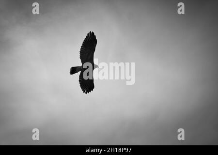 Ein Weißkopfseeadler. Detailreicher Schuss. Anmutiger und stolzer Vogel. Sehr interessant, diesen Vogel zu beobachten Stockfoto