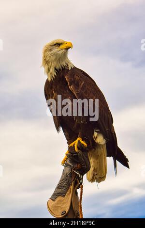 Ein Weißkopfseeadler. Detailreicher Schuss. Anmutiger und stolzer Vogel. Sehr interessant, diesen Vogel zu beobachten Stockfoto