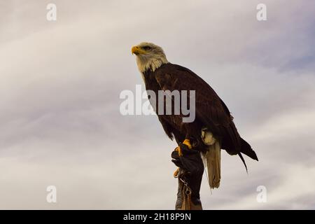 Ein Weißkopfseeadler. Detailreicher Schuss. Anmutiger und stolzer Vogel. Sehr interessant, diesen Vogel zu beobachten Stockfoto