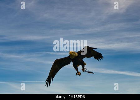 Ein Weißkopfseeadler. Detailreicher Schuss. Anmutiger und stolzer Vogel. Sehr interessant, diesen Vogel zu beobachten Stockfoto