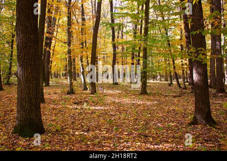 Herbstwald und gelbe Blätter mit Bäumen übersät Stockfoto