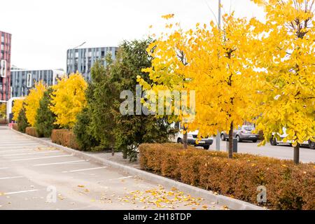 Herbstreise voller bunter Blätter. Stockfoto