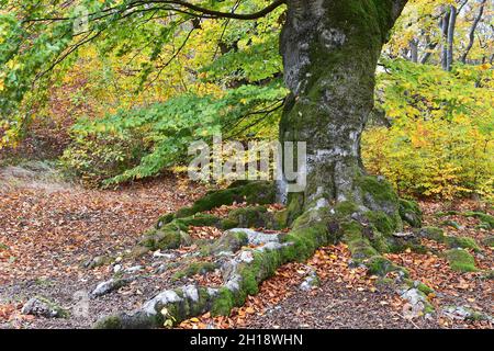 Buche Im Herbst Stockfoto