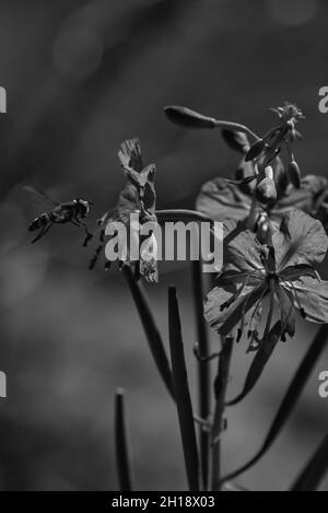 Eine Biene sammelt Nektar aus epilobium angustifolium bw, schwarz und weiß Stockfoto