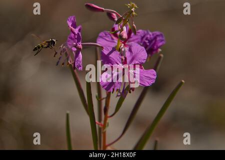 Eine Biene sammelt Nektar aus epilobium angustifolium Stockfoto