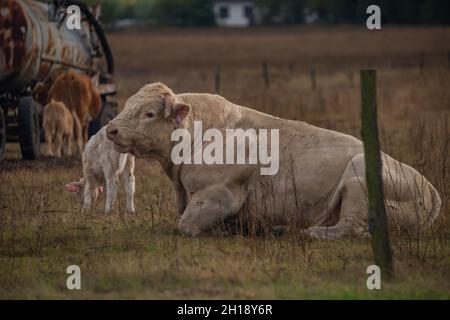 Bullen auf Weideland mit Zaun im Herbst sonnigen Abend Stockfoto