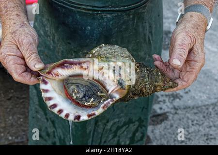 Le Barcares, Frankreich. August 2021. Ein Fischer zeigt eine Muschel im Hafen von Le Barcarès, die nach der Rückkehr aus dem Fischfang in den Netzen gefunden wurde. Stockfoto