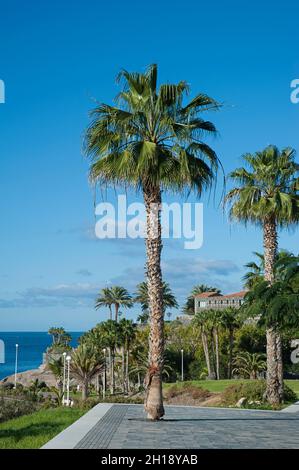 Washingtonia filifera, Palme bekannt als California Fan Palm, gepflanzt in Costa del Duque, in der Nähe von Casa del Duque Teil der Landschaftsgestaltung in Teneriffa Stockfoto