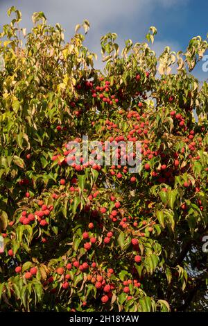 Hampshire, England, Großbritannien. 2021. Dogwood-Baum und reife Früchte bereit für die Ernte in einem englischen Landgarten im Spätsommer. Stockfoto