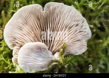 OySterling (Crepidotus sp. Möglicherweise C.mollis) Stockfoto