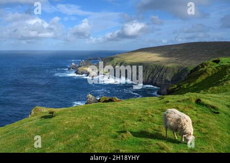 Schafe weiden auf der Klippe des Hermaness National Nature Reserve, Unst, Shetland, Shetland Islands, Schottland, VEREINIGTES KÖNIGREICH Stockfoto