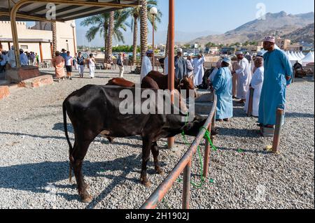 Kühe zum Verkauf in der Viehzucht-Arena des Marktes in Nizwa. Nizwa, Oman. Stockfoto