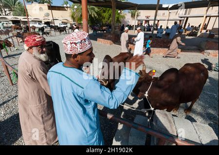 Kühe zum Verkauf in der Viehzucht-Arena des Marktes in Nizwa. Nizwa, Oman. Stockfoto